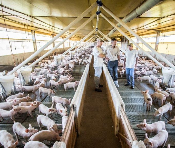 Em nossa propriedade de 24 hectares, a suinocultura é a principal atividade, sendo que ainda temos um pouco da agricultura como fonte de renda para família.