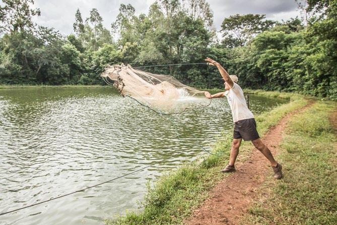 Piscicultura - Toledo Da diversificação à atividade Principal Quando se trata de propriedade rural, um dos temas mais importantes aos envolvidos está na diversificação.