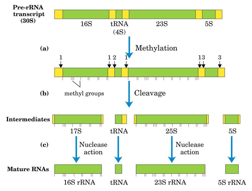 Processamento do precursor do rrna RNA