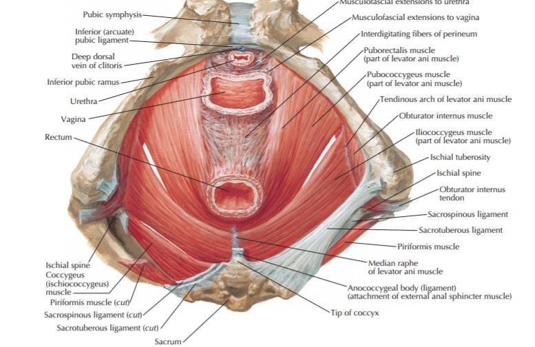 21 Visto em plano sagital, o AP pode ser dividido em três compartimentos: anterior, médio e posterior.