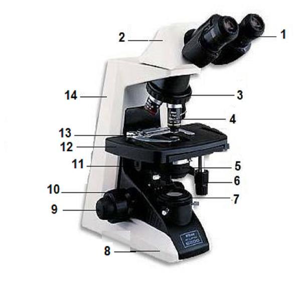 Figura 1. Imagem de um microscópio óptico 1.3.1 Parte mecânica - Base, Suporte ou Pé (8): é o suporte do microscópio, peça que sustenta todas as outras partes do aparelho.