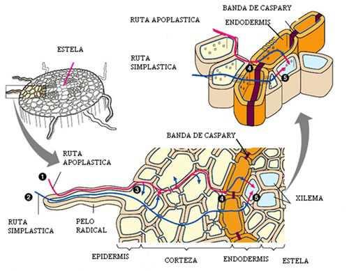 RAIZ -