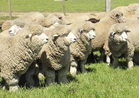 EXEMPLO Com a finalidade de aumentar a produção de lã de suas ovelhas, por meio de uma