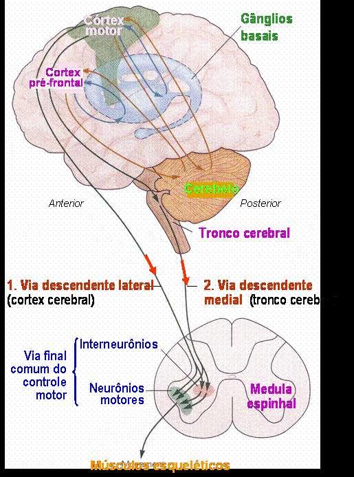 As Vias Descendentes e a Via Final Comum do Controle do Movimento Duas