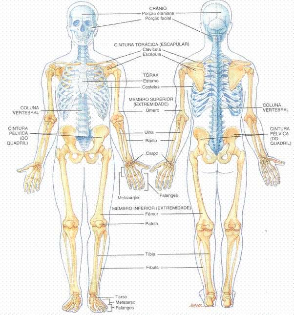 OS ESQUELETOS: AXIAL E APENDICULAR azul: axial