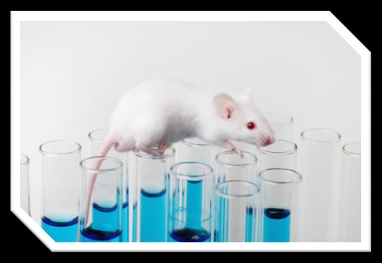 CONSIDERAÇÕES FINAIS Quando ratas gestantes são expostas ao vinclozolin tanto os embriões F1