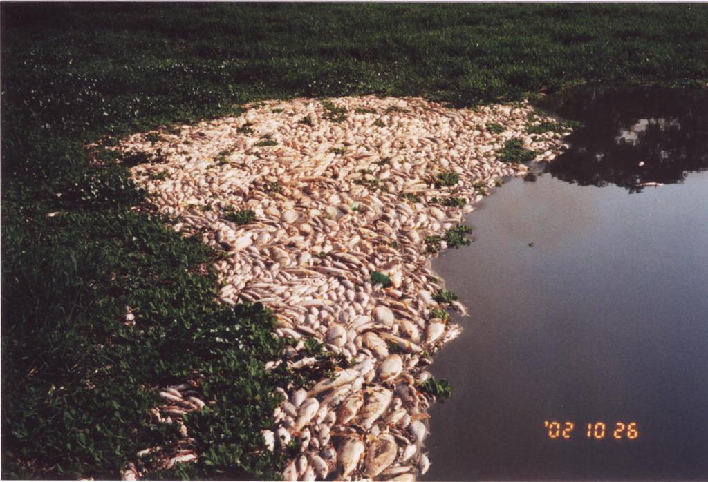 Ø vazão do rio capacidade de amortizar evento OD Truta (salmo garidnerii) 3,7 mg L -1 Salmão (oncohynchus kisutch) 2,0 mg L -1 A matéria orgânica