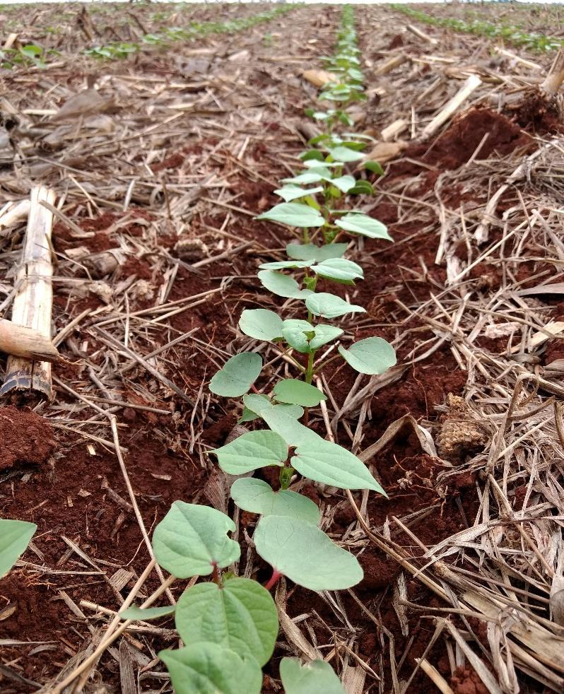 Podemos citar um exemplo de variedade que obteve produtividade média de 4,8@ em uma área de 23 hectares em uma mesma propriedade, mostrando além de estabilidade produtiva o manejo adequado.