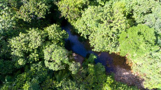 PARQUES Em Guaraqueçaba, os visitantes podem visitar reservas naturais. A região é considerada um dos ecossistemas de maior biodiversidade do mundo.