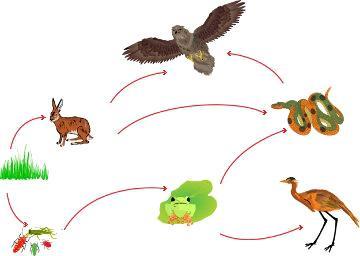 Esquema de uma teia alimentar. Fonte: Brasil Escola. No esquema acima, a coruja pode ser tanto consumidora secundária quanto terciária.