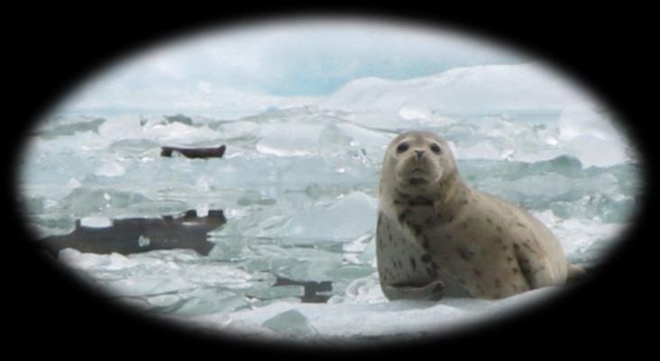 PILLAR 3: The Artic dimension o objetivo é aprofundar os conhecimentos e identificar abordagens sustentáveis e inovadoras para enfrentar os desafios das alterações climáticas na região do Ártico.