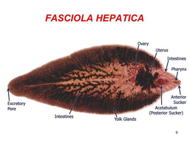 Platyhelminthes- Trematoda