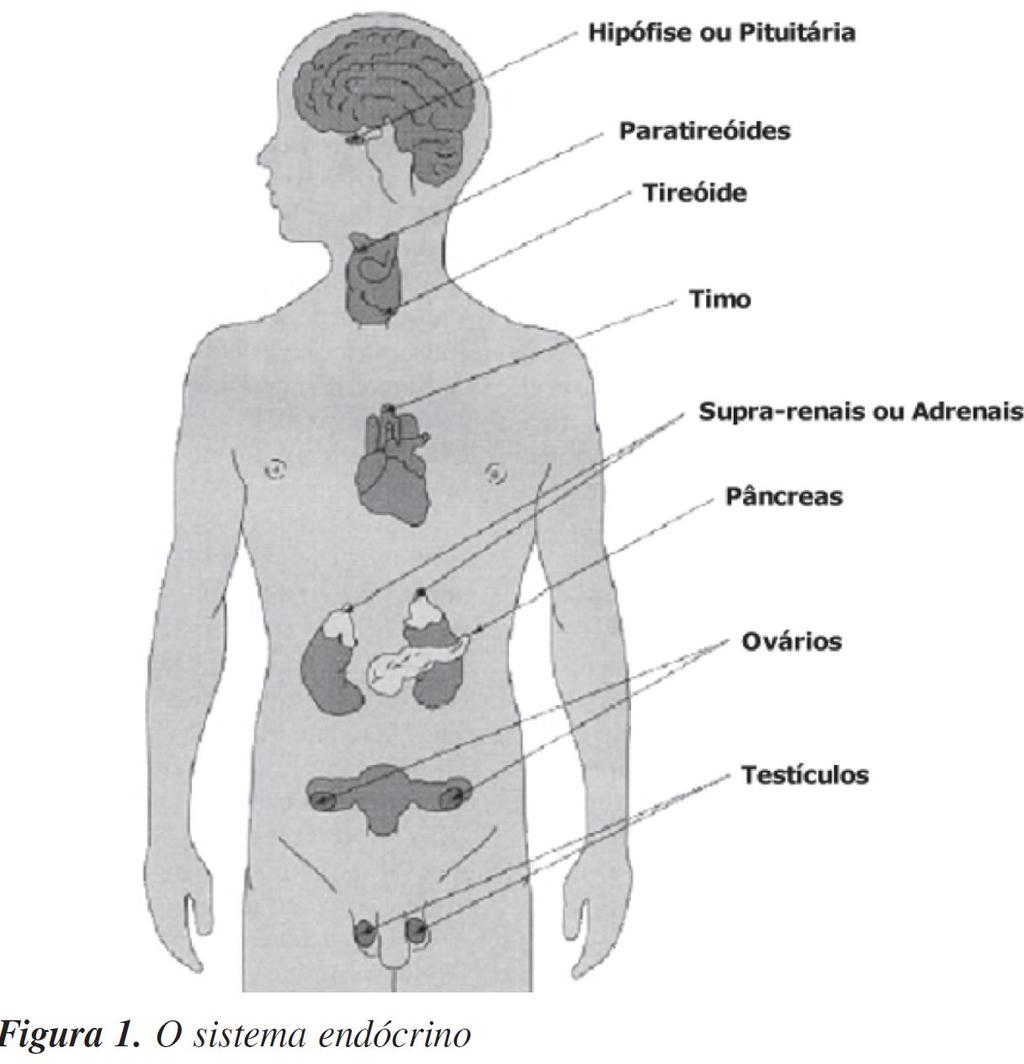 Hormônio do crescimento. Estimula a tireoide e as glândulas sexuais Paratormônio: regula a quantidade de cálcio e fósforo no sangue.