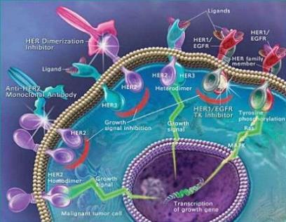 Câncer HER2+ Podem se beneficiar de medicamentos anti- HER2, como o trastuzumab, pertuzumabe, lapatinibe