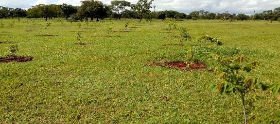 A compensação ambiental e