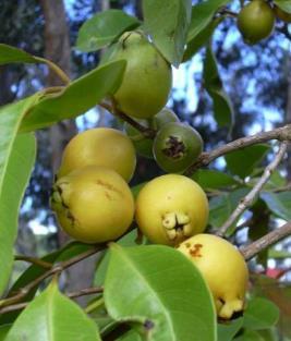 crassiflora Annonaceae