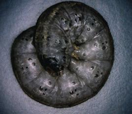 Lagarta-elasmo (Elasmopalpus lignosellus) Lagarta-preta-dasfolhas (Spodoptera cosmioides) Lagarta-rosca (Agrotis ipsilon) Pragas em estudo: