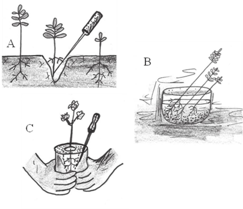 Figura 1. Procedimentos para retirada das plântulas da sementeira (A), recepiente com água (B) e transplante para a embalagem (C). Adaptado de PICHETH (1987).