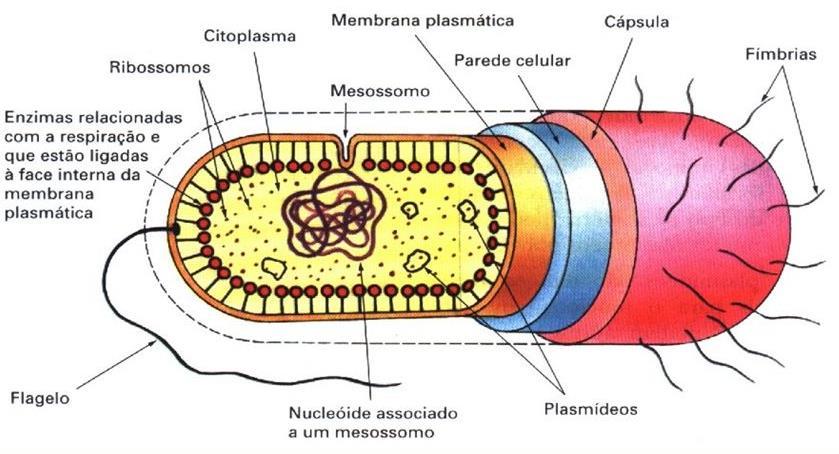 A ESTRUTURA DAS CÉLULAS PROCARIÓTICAS Citoplasma (Protoplasma) Ribossomos,