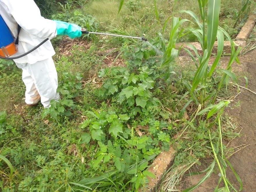 Chuva (mm) As elevadas infestações do bicudo-do-algodoeiro detectadas nos levantamentos realizados pela a Ampasul no armadilhamento pré*safra 2018/19 se confirmou a campo nesta safra, com as