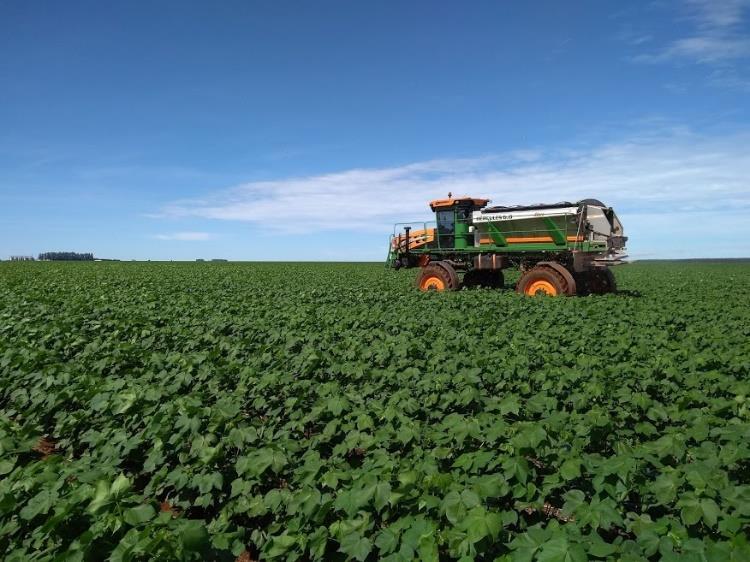 Já no caso das doenças segundo levantamentos realizados pelas propriedades, a Mancha de Ramulária apareceu mais cedo esse ano e com muita agressividade no baixeiro das plantas do algodão safra.