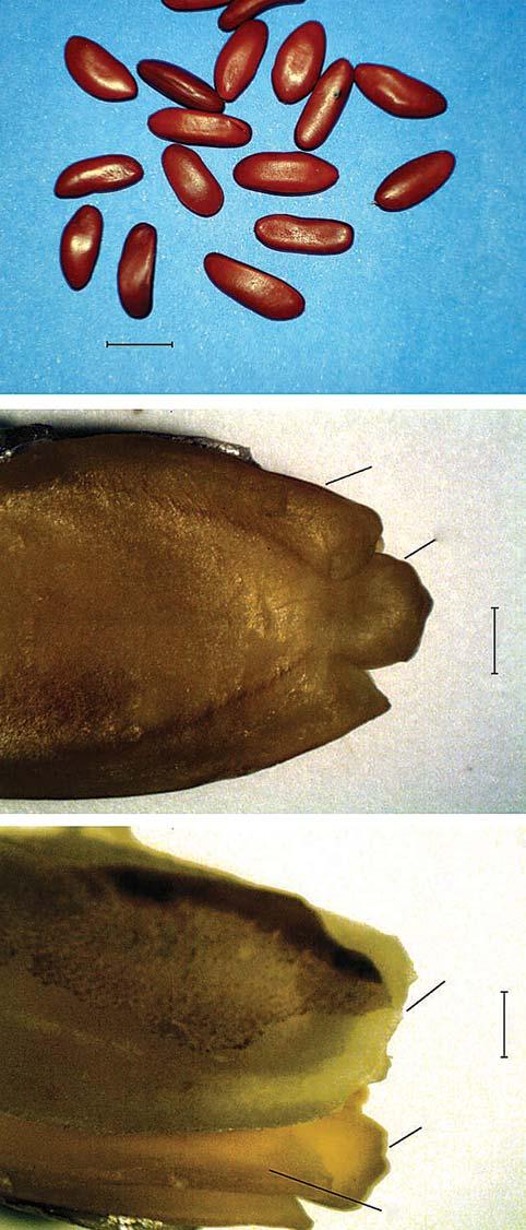 MOFOLOGIA DE SEMENTES DE Dimorphandra wilsonii izz. 99 H A B 1 mm comprimento por 0,4cm de diâmetro.