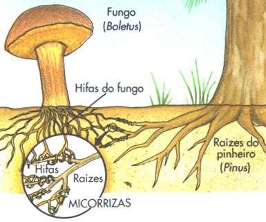 Micorriza é uma associação mutualista entre certos fungos do solo e as raízes da planta.