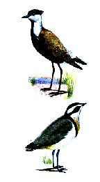 A ave-palito retira os restos de alimento e sanguessugas existentes entre os