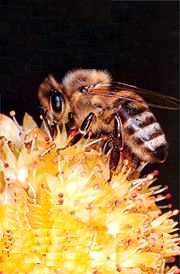 Habitantes da colméia Uma abelha operária é do sexo feminino, nasce de um ovo fecundado mas é incapaz de realizar postura de ovos fecundados por