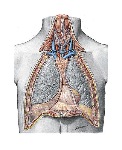 a. Carótida comum dir. v. Subclávia dir. v. Jugular interna esq. Fissura horizontal do pulmão dir. Lobo superior do pulmão dir.