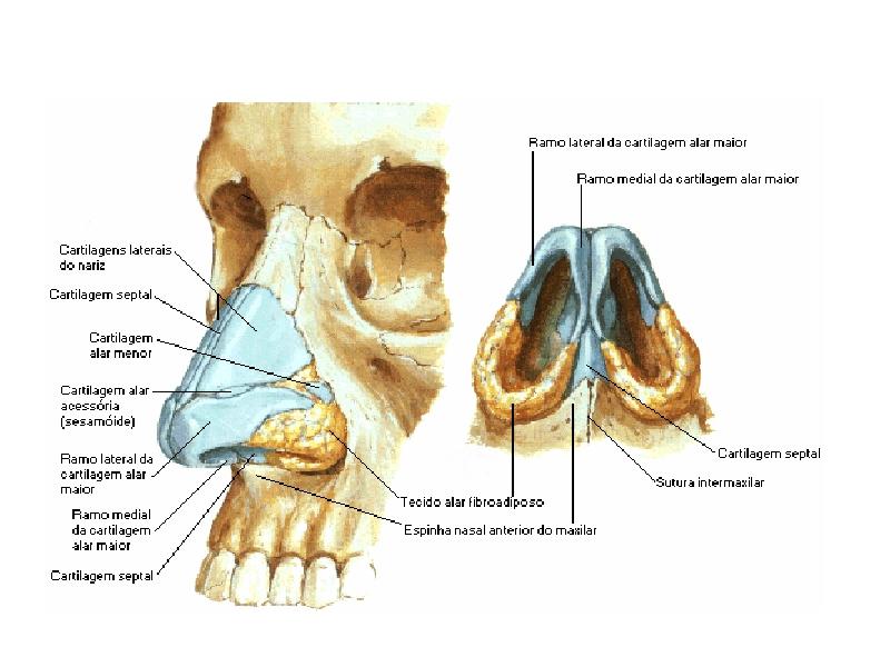 SISTEMA RESPIRATÓRIO O sistema respiratório contem os tubos que transportam o ar do meio externo aos pulmões e vice-versa e os alvéolos dos pulmões, onde ocorrem as trocas gasosas.