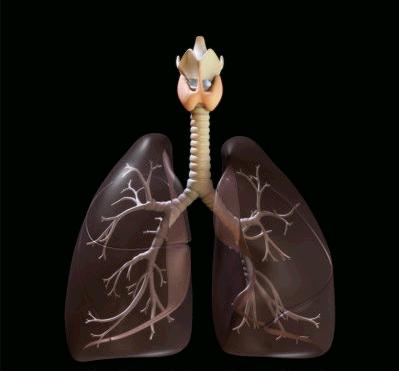Os pulmões são formados pelo conjunto dos alvéolos, da maior parte