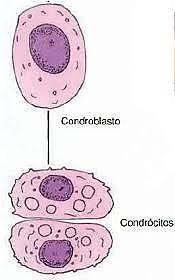 reticulares.