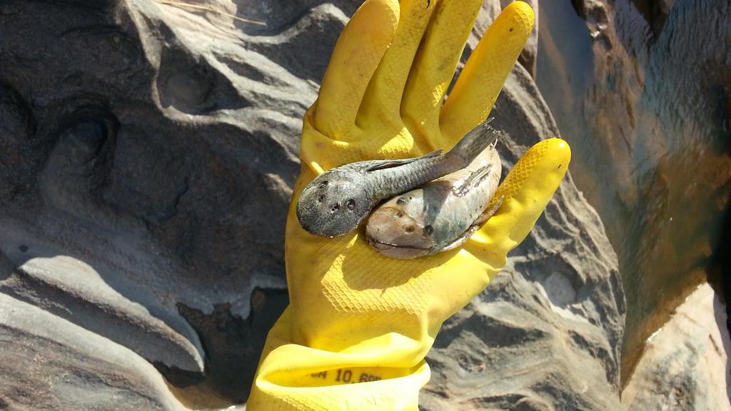 Figura 7 Peixes mortos encontrados no TVR da PCH Pedra do Garrafão.