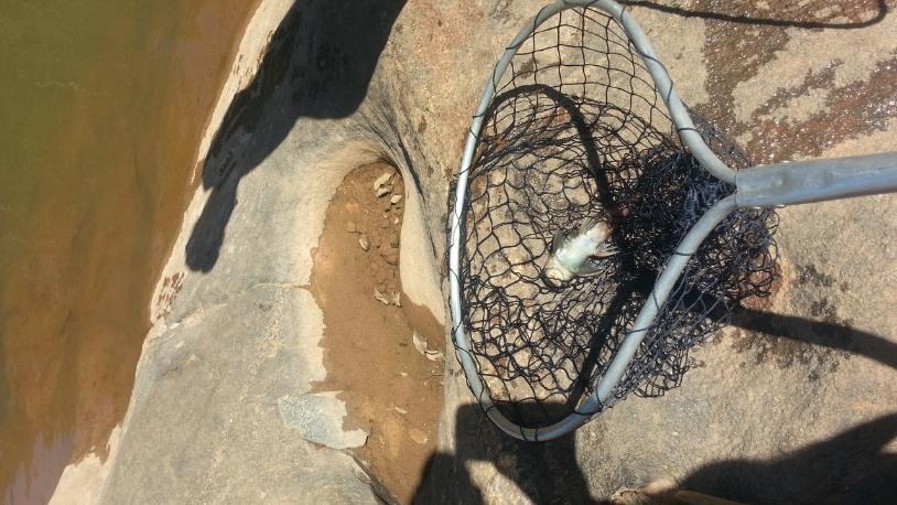 Retirada de peixes mortos da água com o auxílio de puçás, identificação, fotografia, estimação do