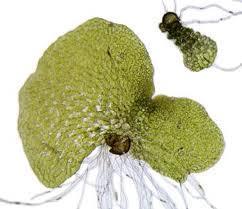 Esporófito