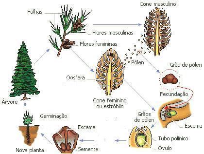 CICLO DE VIDA DAS GIMNOSPERMAS Esporófito (2n) microstróbilo microsporângio MEIOSE micrósporos