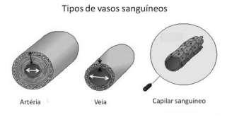 c) Coloque, no desenho, os nomes dos vasos 1, 2, 3 e 4. d) Qual é a diferença entre o sangue que chega e o que sai dos pulmões?