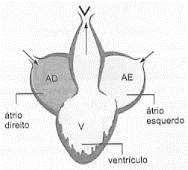 5ª Questão: Na circulação dos vertebrados, o coração funciona como uma bomba que se contrai e se relaxa ritmicamente.