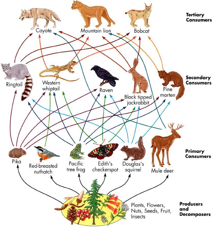 Nível trófico- número de ligações +1 entre uma espécie basal e uma espécie em estudo Nós tróficos ou trofo-espécies- categorias ou posições tróficas constituídas por 1 espécie ou um conjunto de