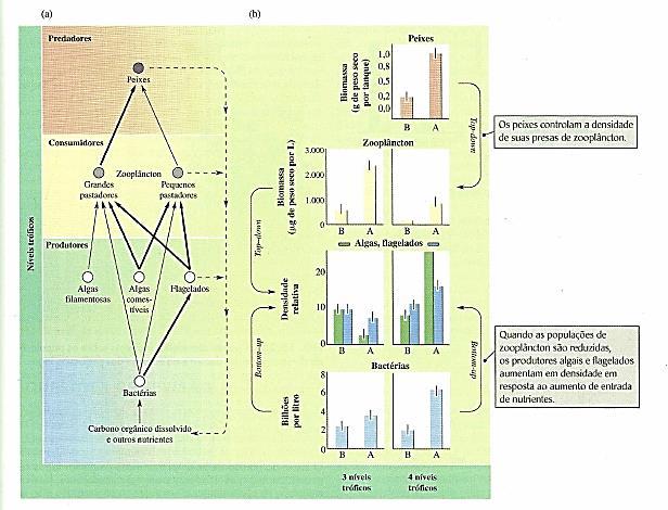 Estrutura da comunidade em resposta a mudanças de produtividade dependem do nº de níveis tróficos.