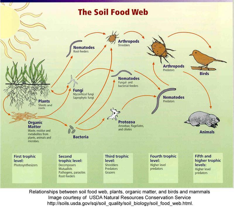 Cadeia alimentar no solo As CADEIAS ALIMENTARES podem estabelecer-se e estudar-se a diferentes níveis espaciais: conceito de