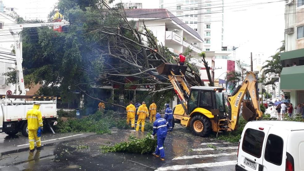 Queda de árvore em Balneário Camboriú Foto: Prefeitura de Balneário Camboriú/ Divulgação Pelo menos três quedas de árvores ocorreram.