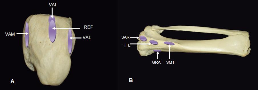 Origens (azul) e inserções (roxo) dos músculos da coxa. (A) vista caudal; (B) vista cranial.