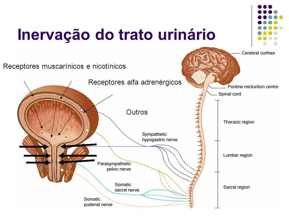 BEXIGA A saída da bexiga urinária contém o músculo esfíncter chamada esfíncter interno, que se contrai involuntariamente, prevenindo o