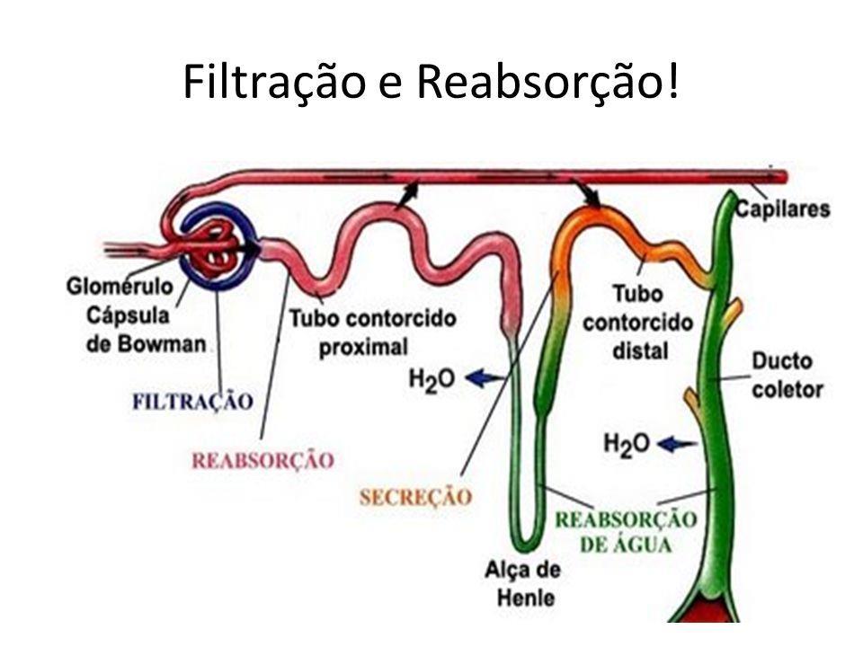 NEFRON Unidade produtora de urina do rim. O néfron é formado por : 1.