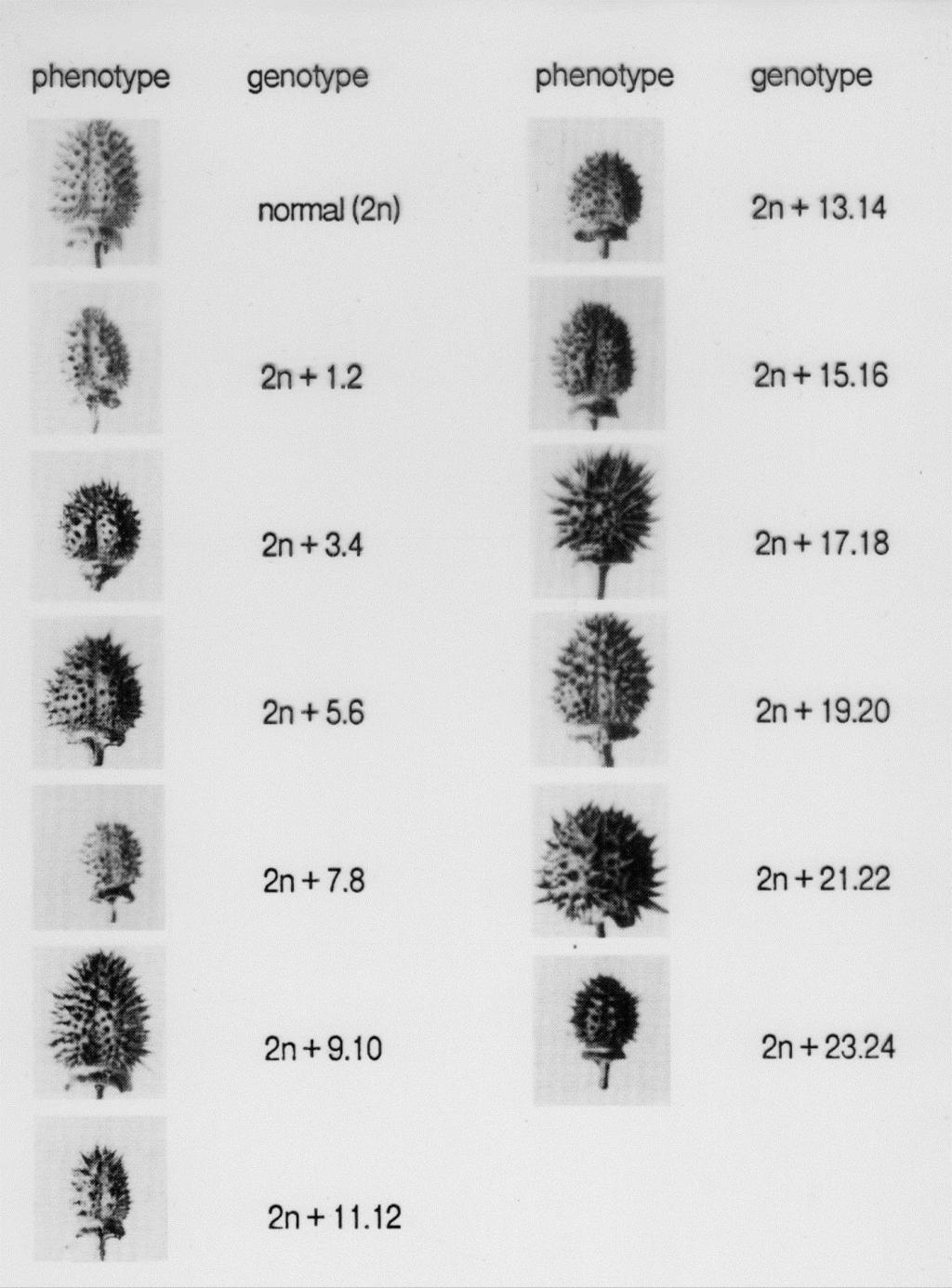 Tetrassômicos 2n+1 +1 Datura stramonium 2n=2x=48 24