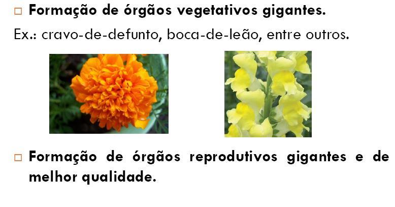 EFEITOS FENOTÍPICOS DOS POLIPLÓIDES Formação de órgãos vegetativos gigantes, Ex: