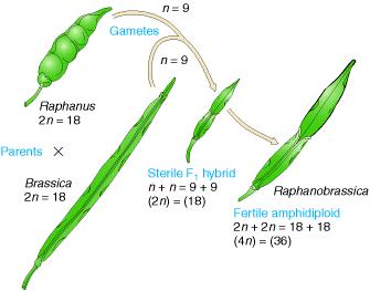 n=9 Gametas n=9 Parentais X Raphanus 2n=18 Brassica 2n=18 Híbrido F1