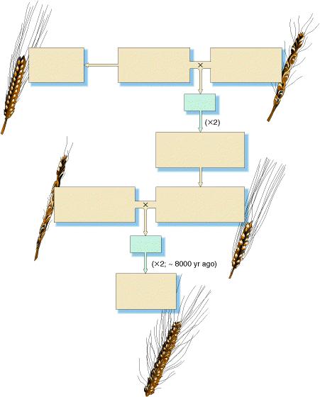 História evolutiva dos trigos até a origem do trigo farináceo Trigo Einkorn Cultivado AA Trigo selvagem T. monococcum AA Trigo selvagem T.